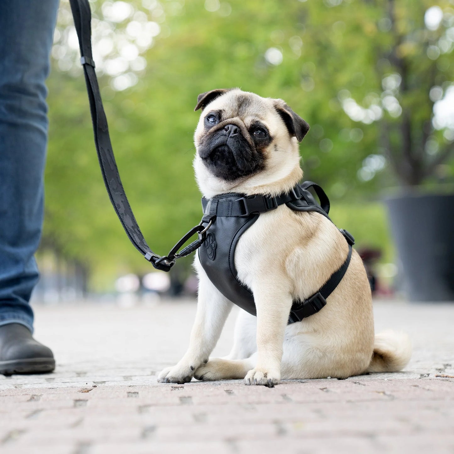 Eco+ Everything Harness