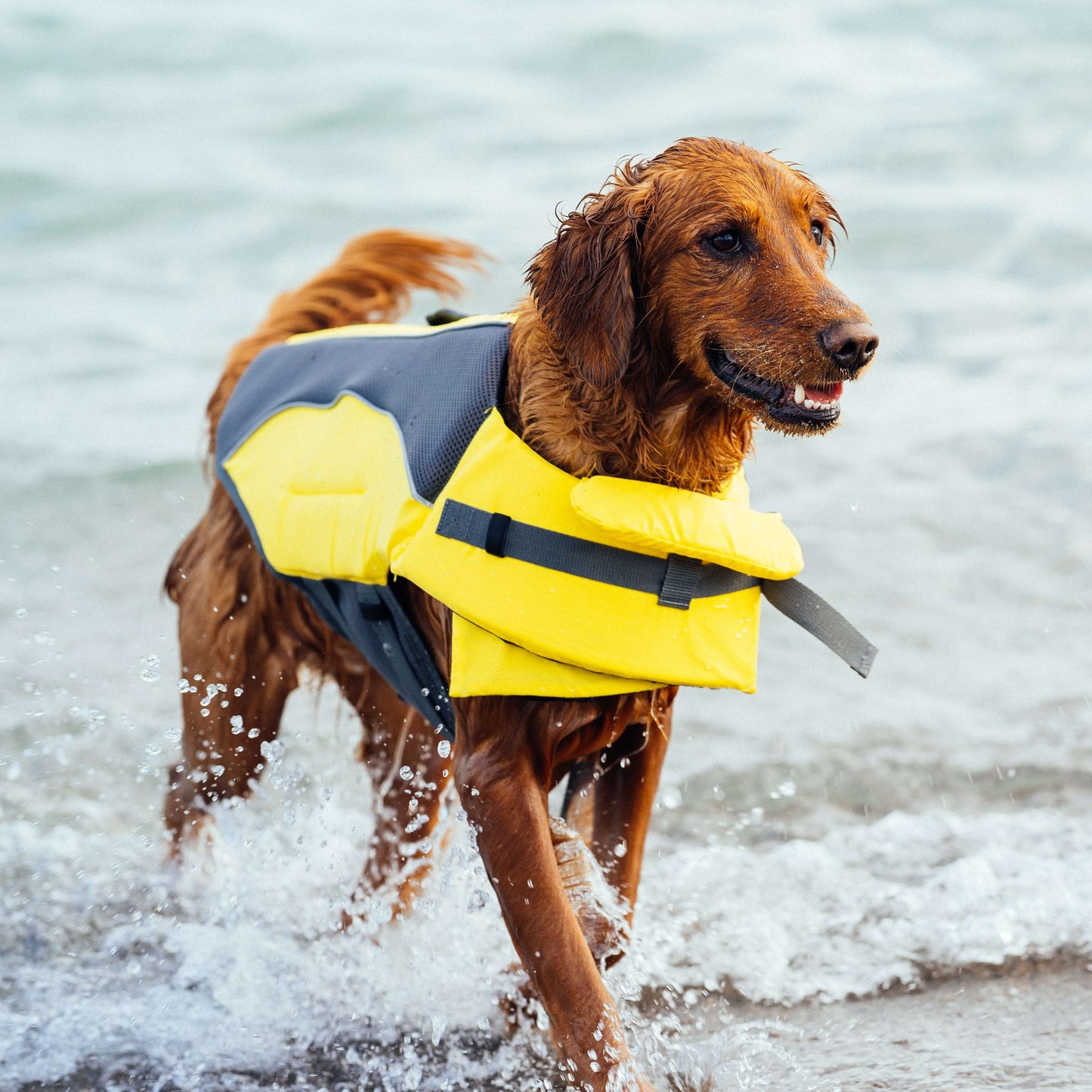 Wave Rider Life Jacket