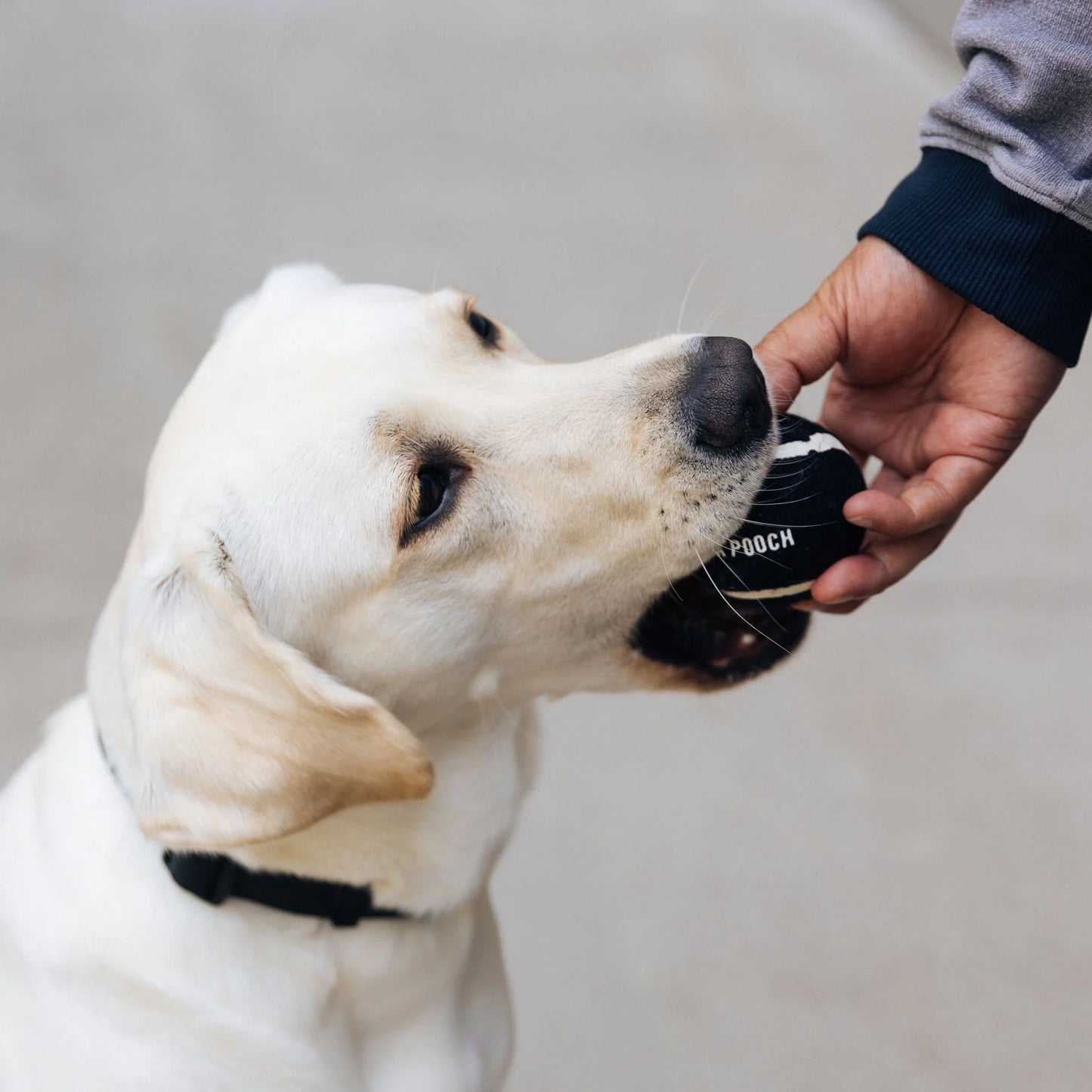 Go Fetch Tennis Ball & Silicone Holder
