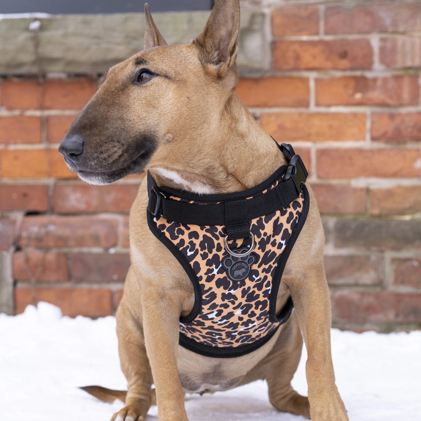 The Everything Harness Water-Resistant Series
