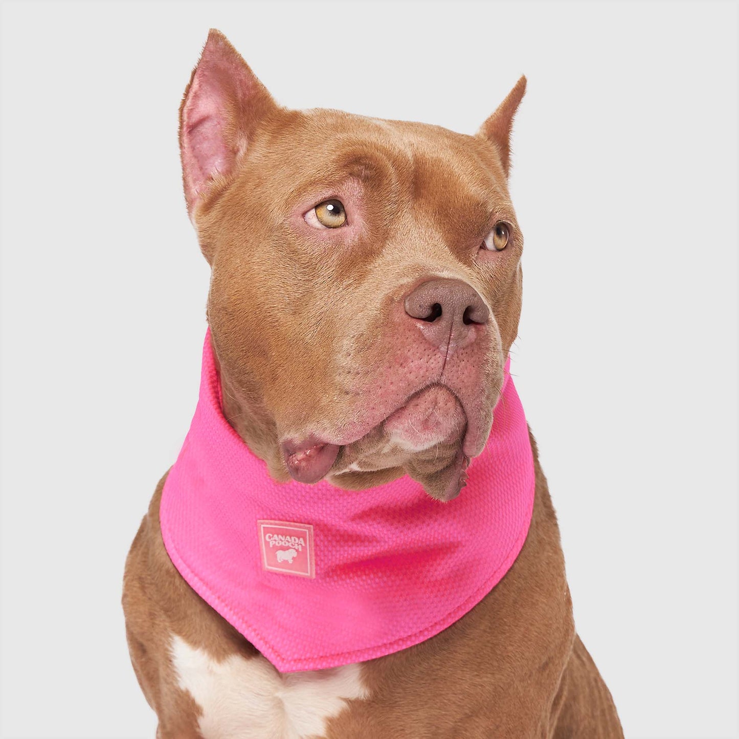 Cooling Bandana