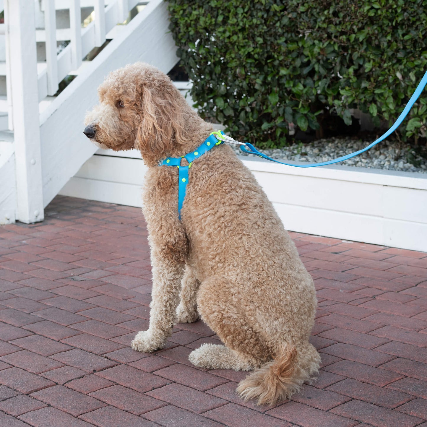 Waterproof Harness