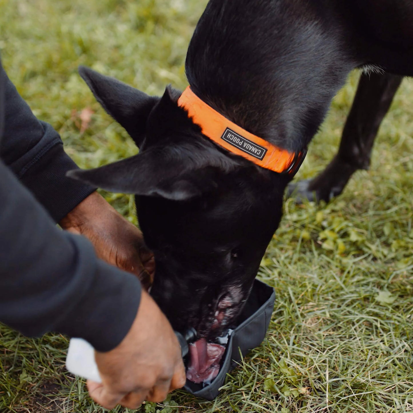 Dog Walking Hydration Kit