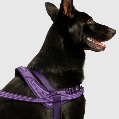 Re-Direct Harness