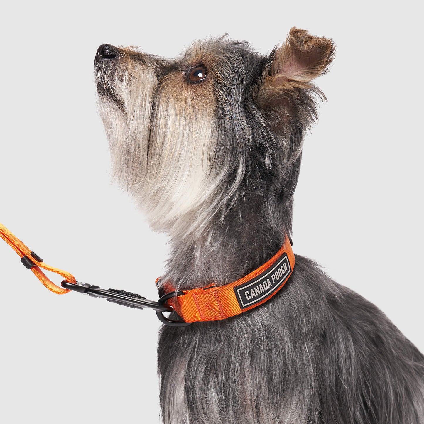 Utility Collar