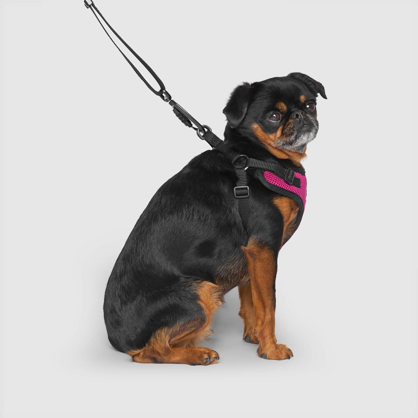 Easy-On Step-In Harness