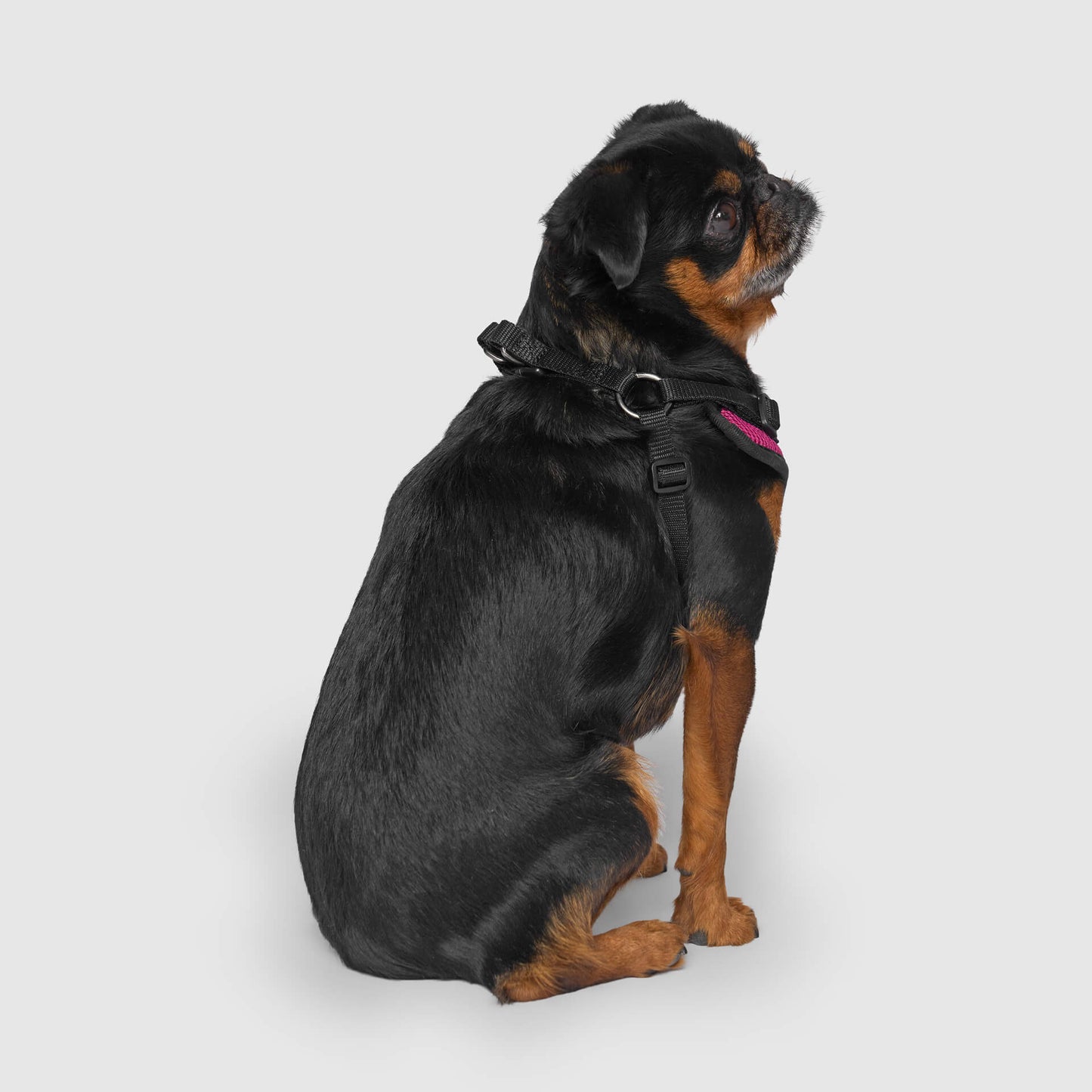 Easy-On Step-In Harness