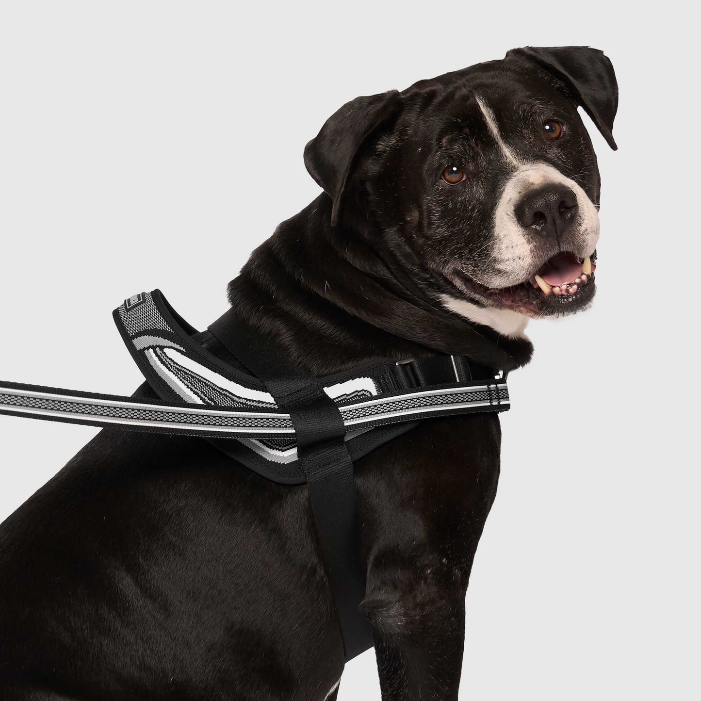 Re-Direct Harness