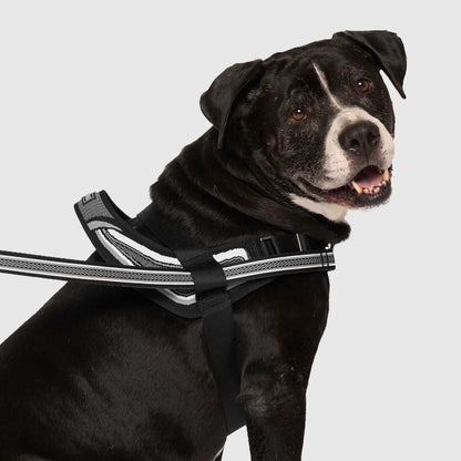 Re-Direct Harness