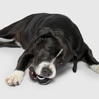 Go Fetch Tennis Ball & Silicone Holder